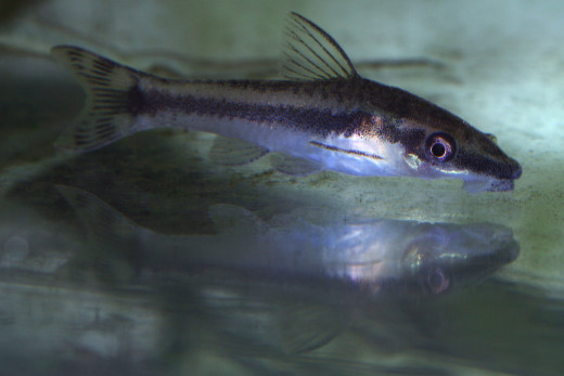 Otocinculus Catfish