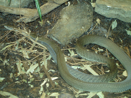 Black Mamba, usually about 2.5 metres but can grow to 4 metres.  The venom, a neuro and cardio toxin, is injected by multiple strikes at its victim.  However, this swift snake would rather leave and will only attack if cornered. 