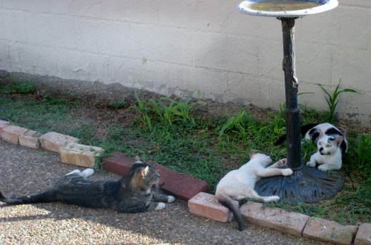 Catman waiting to catch Mamacita offguard.  Rocket, one of Mama's kittens is resting from the heat.