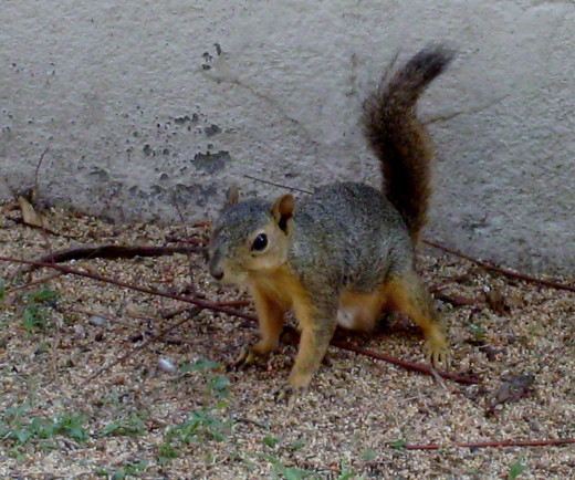 My squirrel neighbor pops in