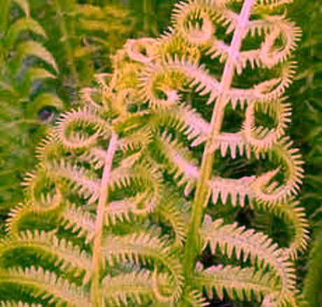 Fern 010 - Copyright © 2012 - 2013 Pearldiver Images with all rights reserved 