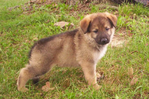 A German Shepherd Puppy