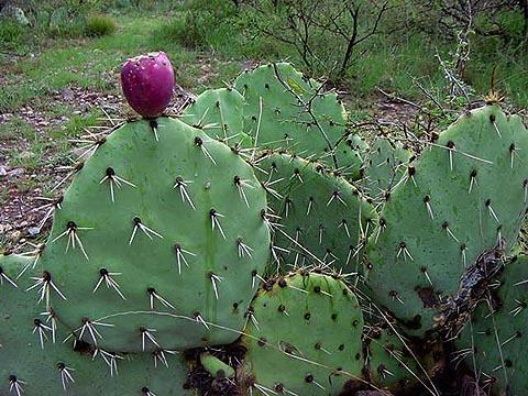 Prickly Tuna Pear Cactus