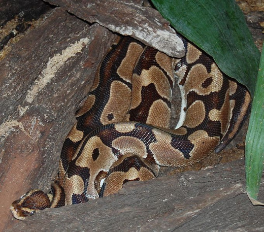 Ball Python