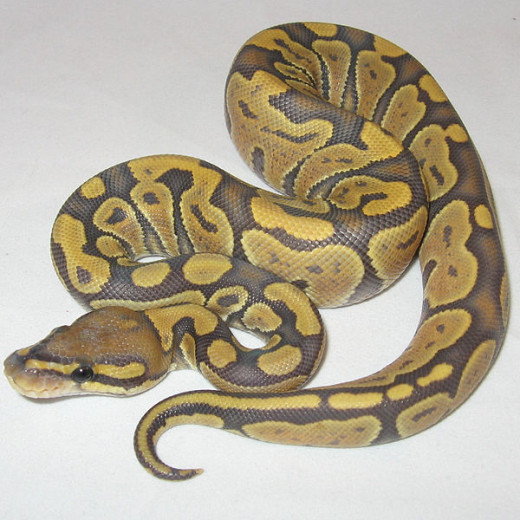 Orange Ghost Morph