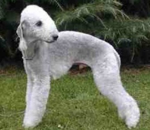 7 Of The World s Weirdest Looking Dog Breeds PetHelpful