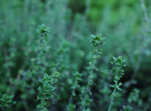 Thymus vulgaris, common thyme, is an easy culinary herb to grow.