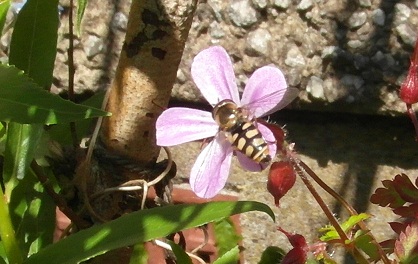 hoverfly on herb robert