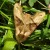 Angle shades moth amongst grass