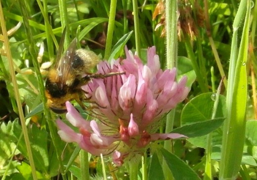 Bee mimicking hoverfly on clover