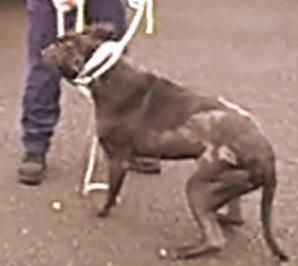 Appalling conditions have affected Lennox's health