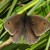 Meadow brown on grass