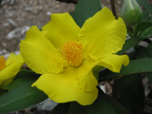 Hibbertia scandens Snake Vine Flower