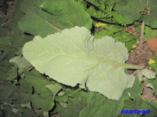 The underside of a large first year burdock leaf.