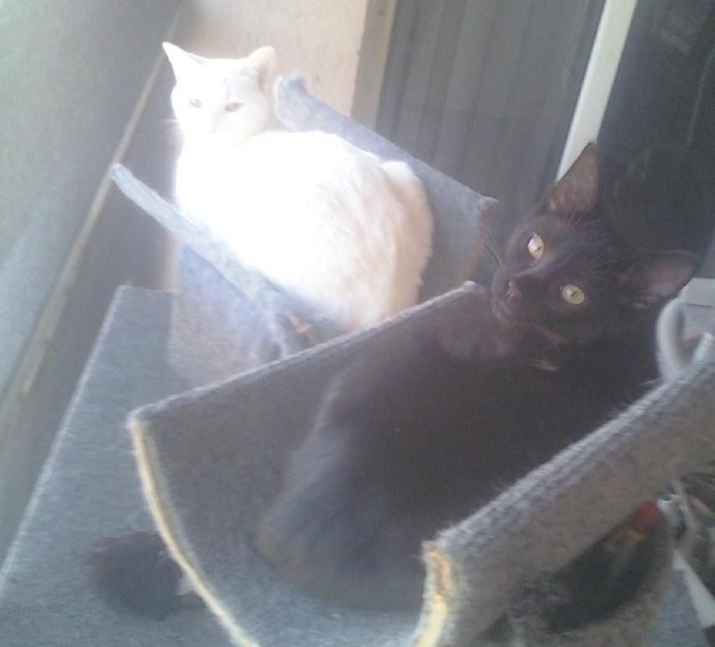 How to Care of Your First Cat or Kitten