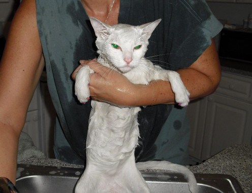 My cats are indoor cats.  So, when Olive escaped and roamed the neighborhood for an entire day, she had to be bathed.
