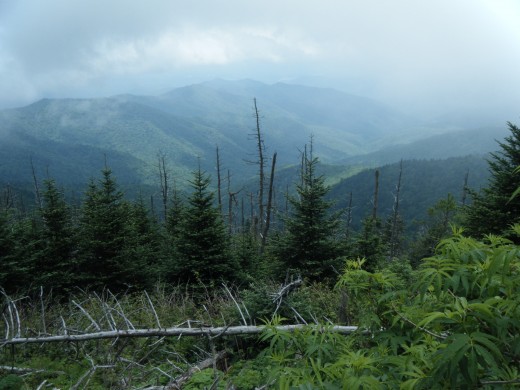 Great Smokey Mountain National Park with high, uniform precipitation and high year around humidity.
