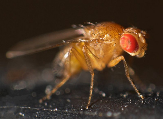 Drosophila fruit fly