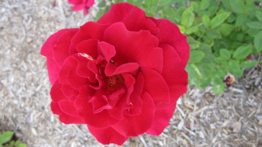 Rosa 'Camp David'