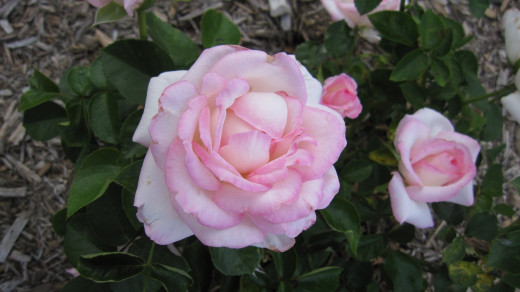 Rosa 'Princess of Monaco'