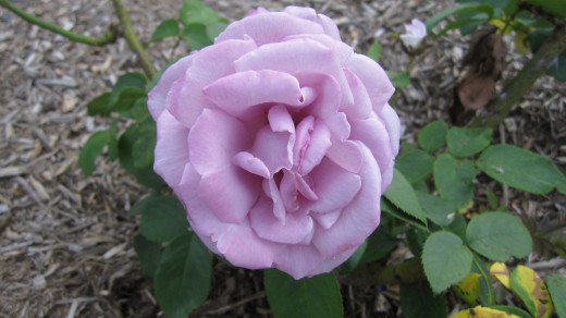 Rosa 'Vol de Nuit'