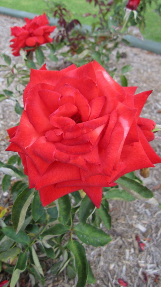 Rosa 'Marchen Konigan'