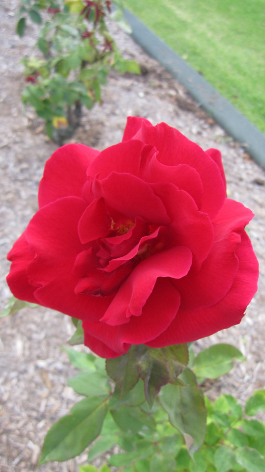 Rosa 'Mr Lincoln'