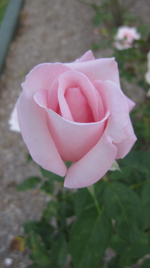 Rosa 'Tiffany' Closed Flower
