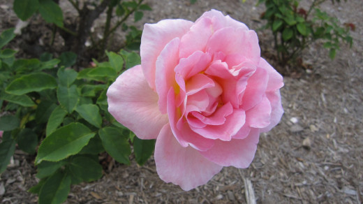 Rosa 'Tiffany' Open Flower