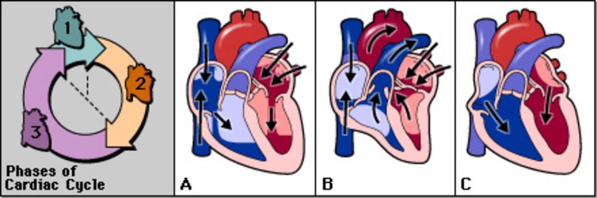How the Heart works: Step by Step Functions with diagrams ...
