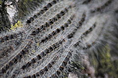 Oak Processionary Caterpillar Images