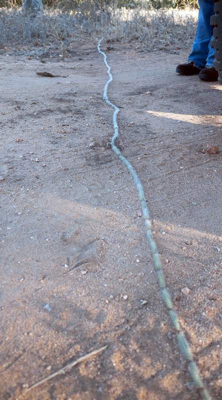 Processionary Caterpillars On The March