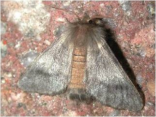 Toxic Moth