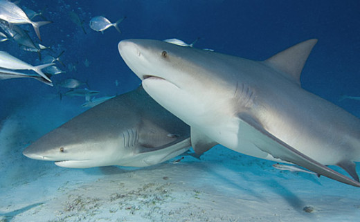 bull sharks