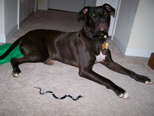 Dakota doesn't seemed bothered by this snake...well, toy snake.