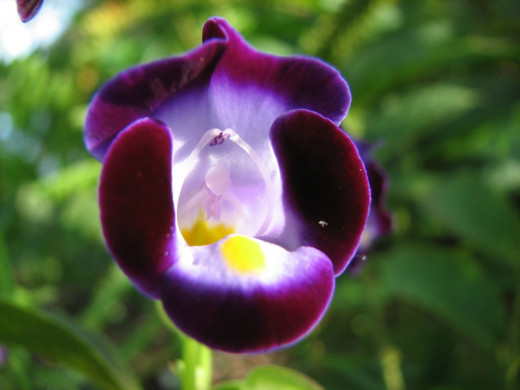 Purple Torenia Wishbone Flower