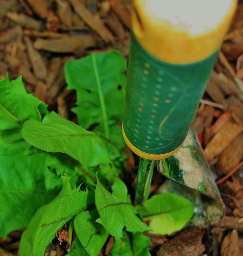 Hand weeders are good for rooting out perennial weeds like dandelion.