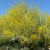 AZ State Tree: Palo Verde [6]