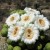 AZ State Wildflower: Saguaro Cactus Blossom [7]