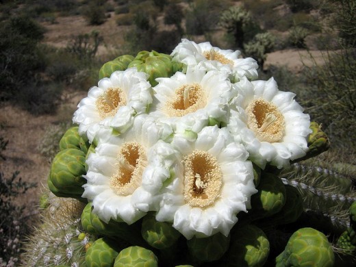 AZ State Wildflower: Saguaro Cactus Blossom [7]