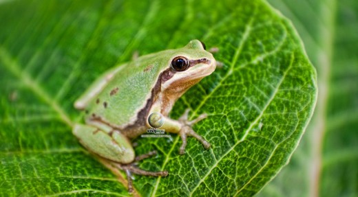 AZ State Amphibian: Arizona Tree Frog [8]
