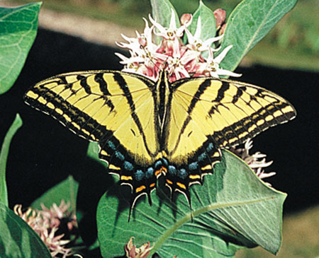 AZ State Butterfly: Two-Tailed Swallowtail [3]