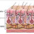 Cross section of skin, the basal cells are towards the bottom layer of the dermis.  Like a garden with all the follicules and sweat nodules, etc.