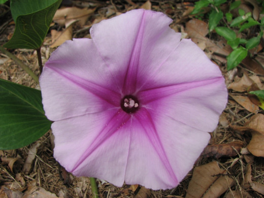 Ipomoea pes-carpae flower