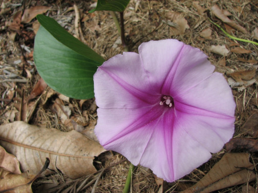 Ipomoea pes-carpe Flower, vine and leaf
