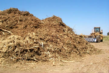 Mountain of wood pulp