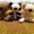 Amigurumi bear, panda, and mouse