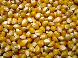 Popcorn before popping