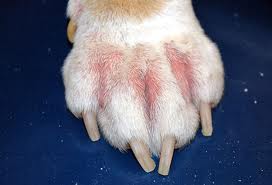Paw showing the effects of a food allergy.