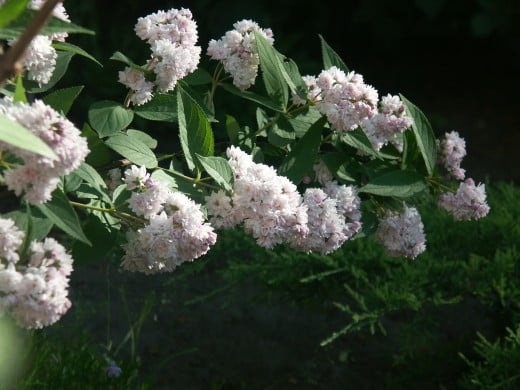 deutzia pom pom